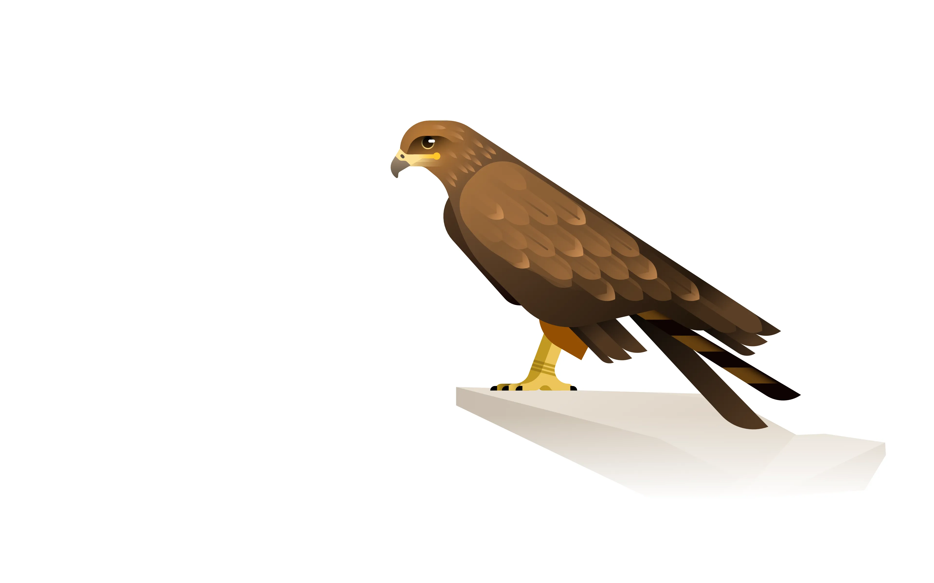 black kite illustration