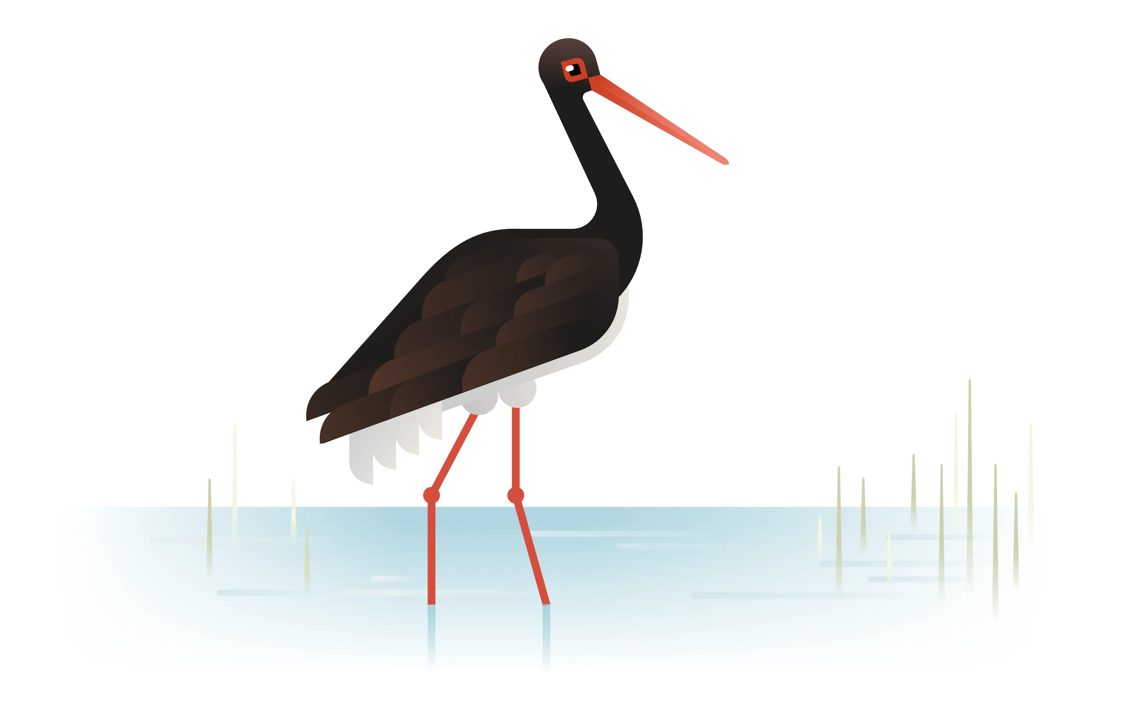 black stork illustration