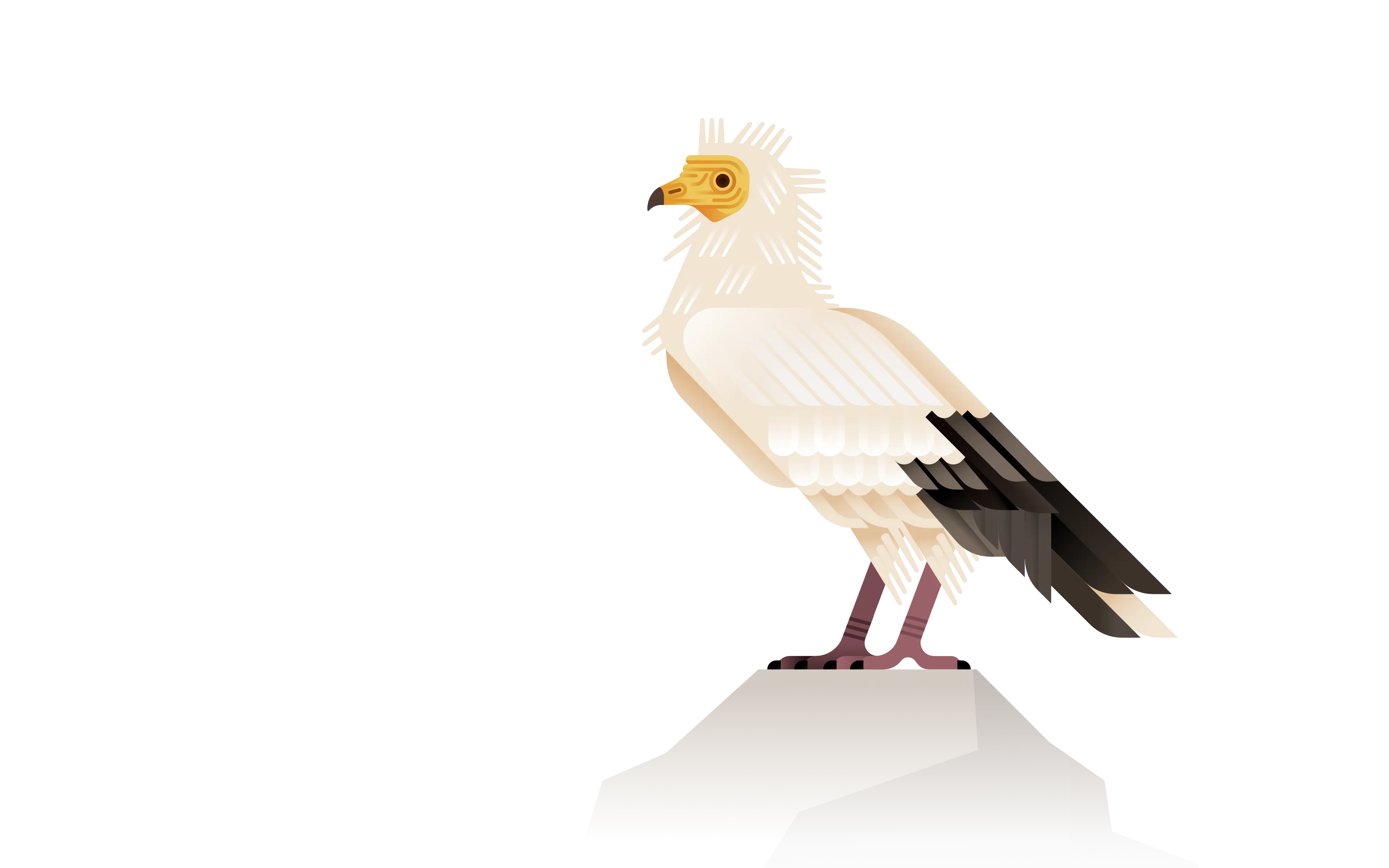 egyptian vulture illustration
