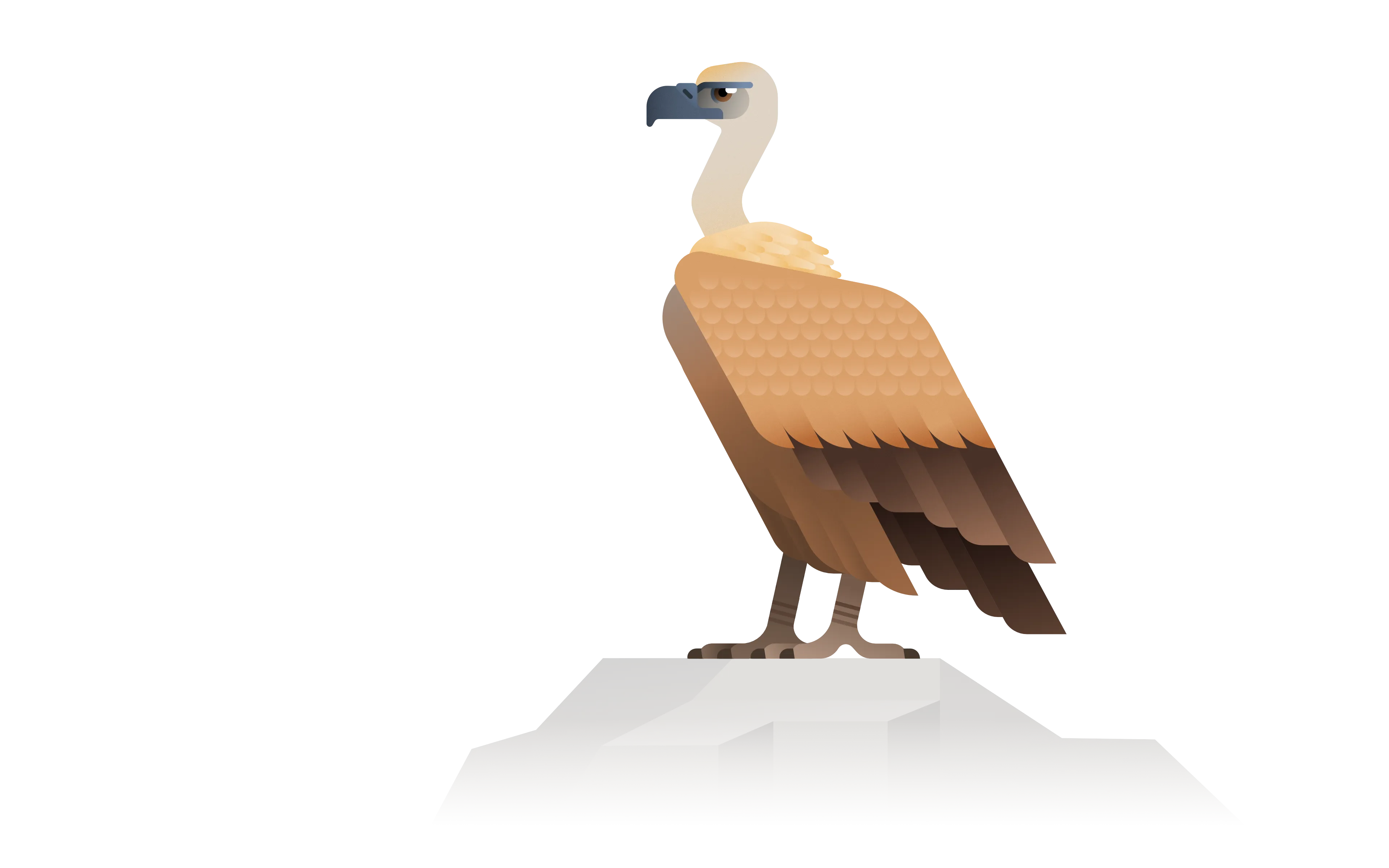 griffon vulture illustration