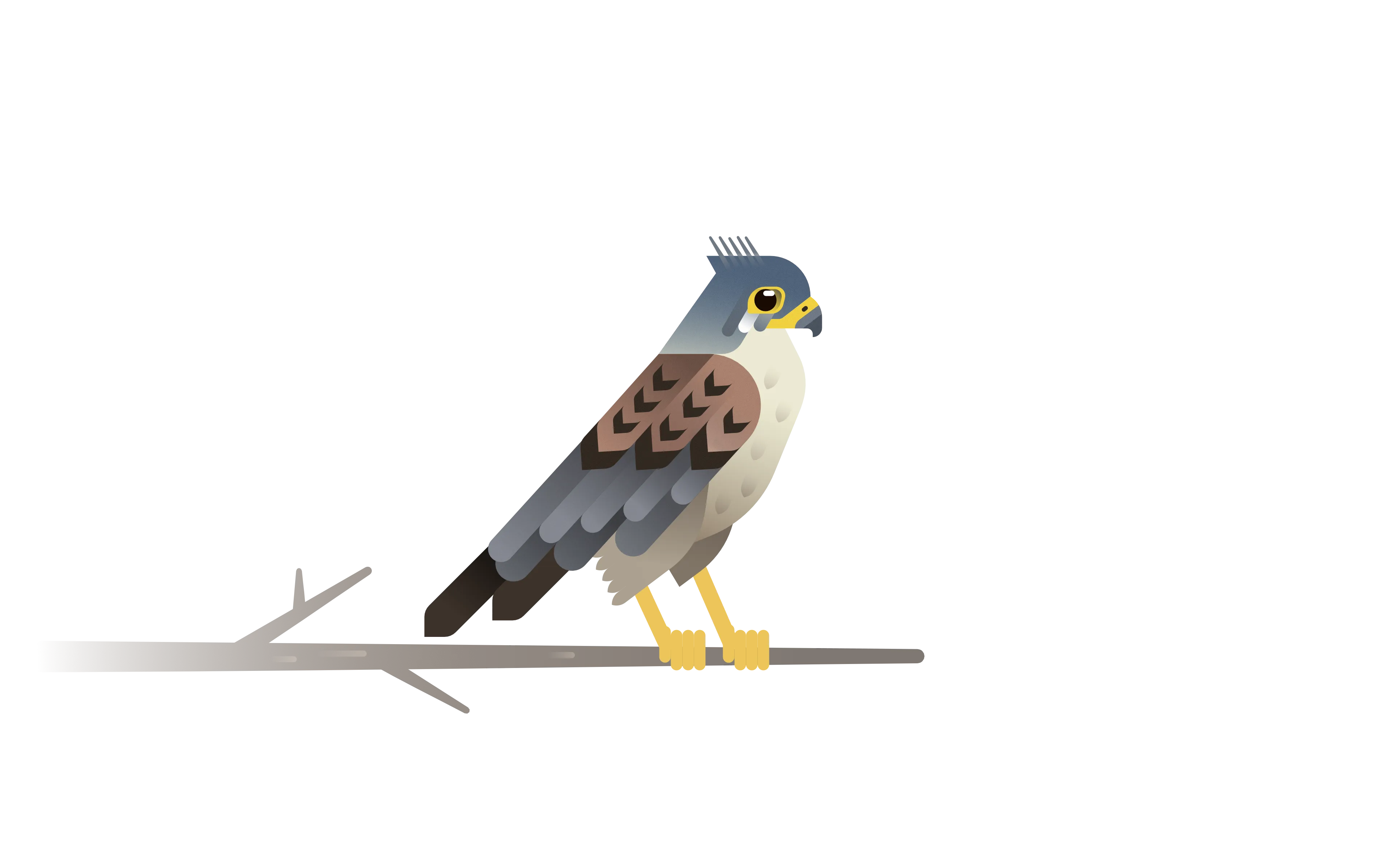 kestrel illustration